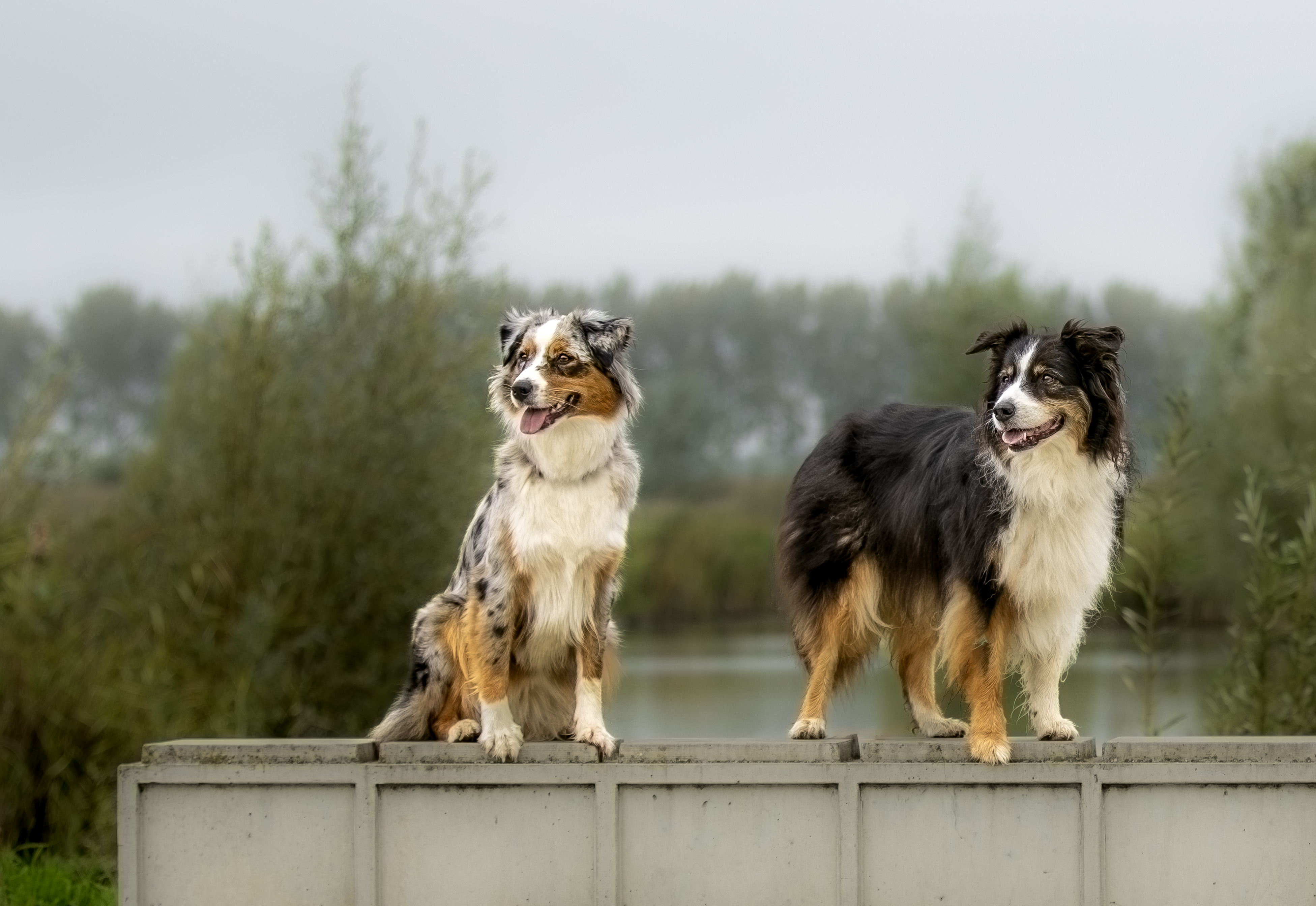 foto van h2 honden die op een brug staan