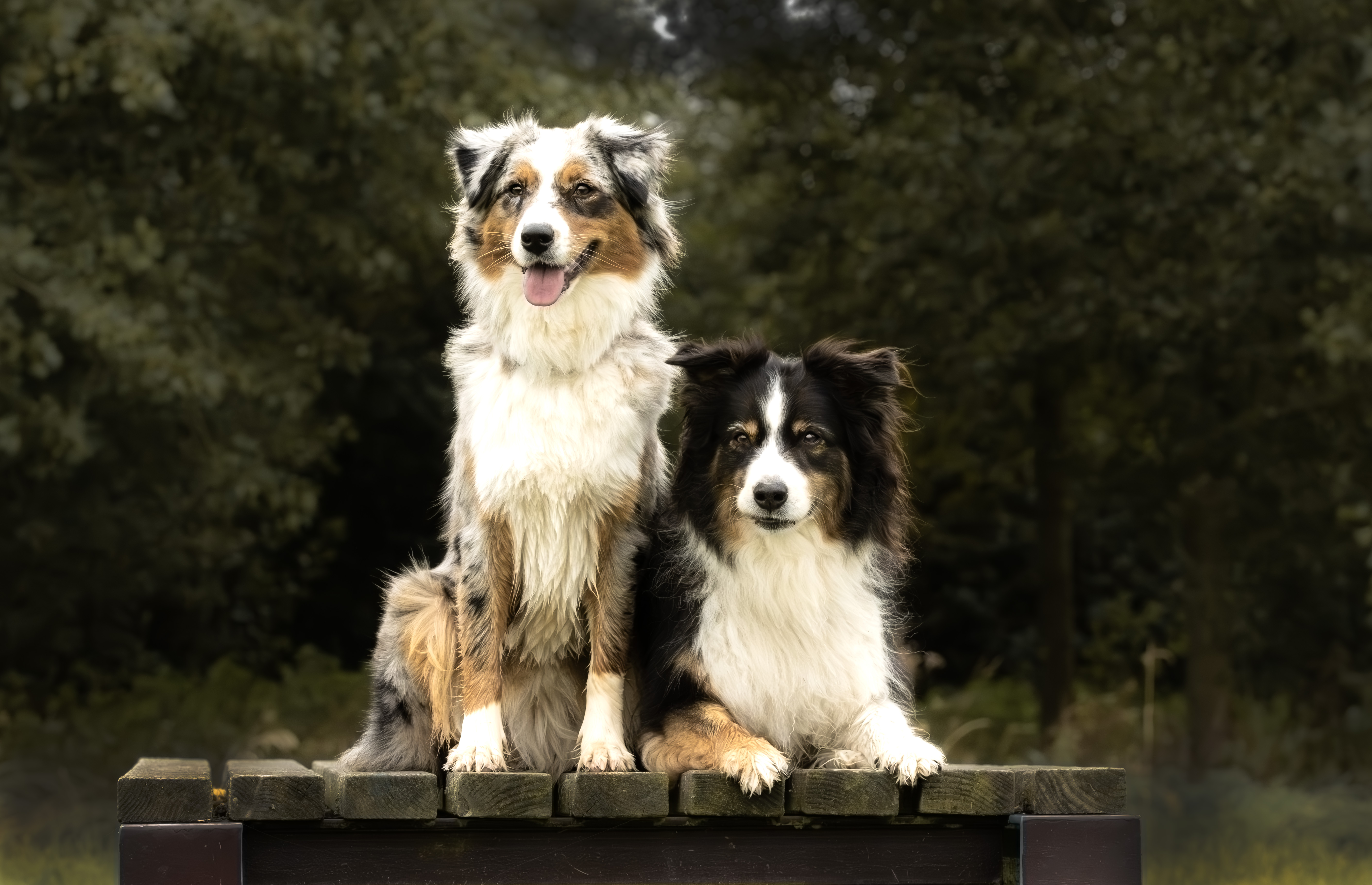 foto van honden die op een hoogteverschil staan